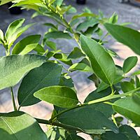 Citrus aurantiifolia (Key Lime) - 5g Pot