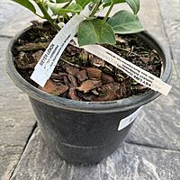 Citrus 'Cocktail' (Cocktail Citrus) - 1g Pot