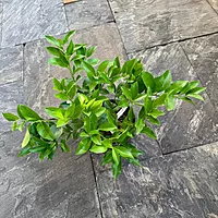 Citrus 'Cocktail' (Cocktail Citrus) - 1g Pot