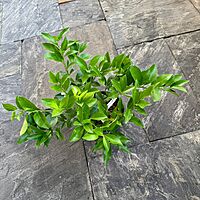 Citrus 'Cocktail' (Cocktail Citrus) - 1g Pot