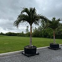 Christmas Palm (Adonidia merrillii) - 9' BB - FF Single
