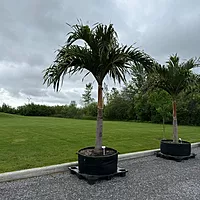 Christmas Palm (Adonidia merrillii) - 9' BB - FF Single