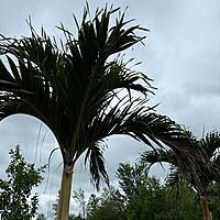 Christmas Palm (Adonidia merrillii) - 9' BB - FF Single