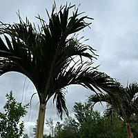 Christmas Palm (Adonidia merrillii) - 9' BB - FF Single