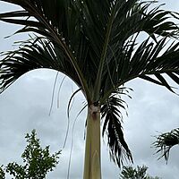 Christmas Palm (Adonidia merrillii) - 9' BB - FF Single