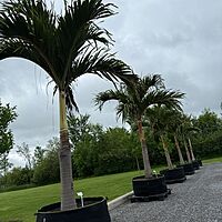 Christmas Palm (Adonidia merrillii) - 9' BB - FF Single