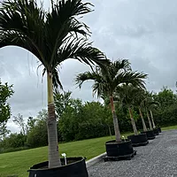 Christmas Palm (Adonidia merrillii) - 9' BB - FF Single