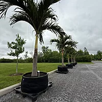 Christmas Palm (Adonidia merrillii) - 9' BB - FF Single