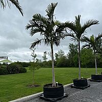 Alexander Palm (Ptychosperma elegans) - 14' BB - #1 Single