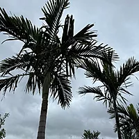 Alexander Palm (Ptychosperma elegans) - 14' BB - #1 Single