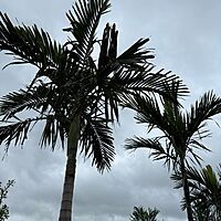 Alexander Palm (Ptychosperma elegans) - 14' BB - #1 Single