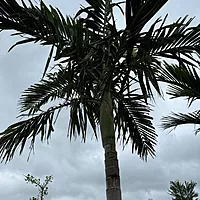 Alexander Palm (Ptychosperma elegans) - 14' BB - #1 Single