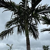 Alexander Palm (Ptychosperma elegans) - 14' BB - #1 Single