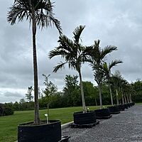 Alexander Palm (Ptychosperma elegans) - 14' BB - #1 Single
