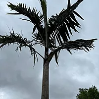 Montgomery Palm (Vechia Montgomeryana) - 14' BB - #1 Single