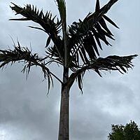 Montgomery Palm (Vechia Montgomeryana) - 14' BB - #1 Single