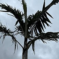 Montgomery Palm (Vechia Montgomeryana) - 14' BB - #1 Single