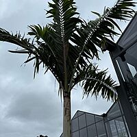 Montgomery Palm (Vechia Montgomeryana) - 14' BB - #1 Single