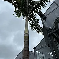 Montgomery Palm (Vechia Montgomeryana) - 14' BB - #1 Single