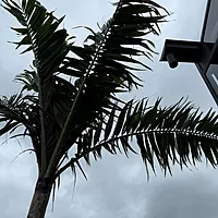 Montgomery Palm (Vechia Montgomeryana) - 14' BB - #1 Single