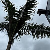 Montgomery Palm (Vechia Montgomeryana) - 14' BB - #1 Single