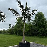 Montgomery Palm (Vechia Montgomeryana) - 14' BB - #1 Single