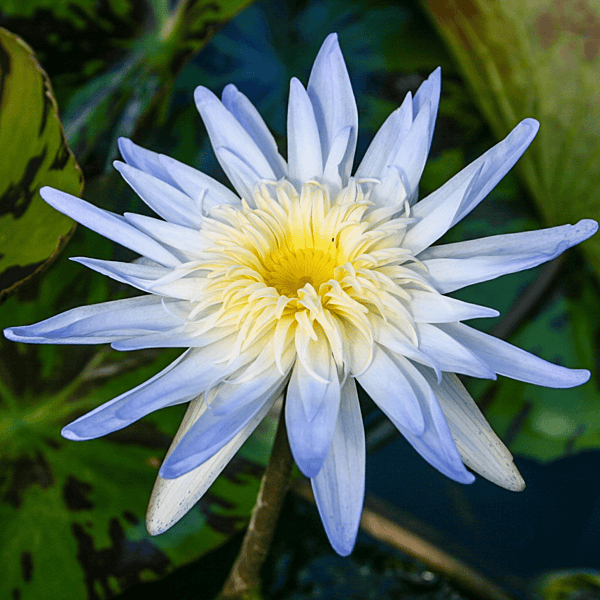 Tropical Water Lily 'Avalanche' (Light Blue) (Nymphaea ‘Avalanche’) - 6" Pot