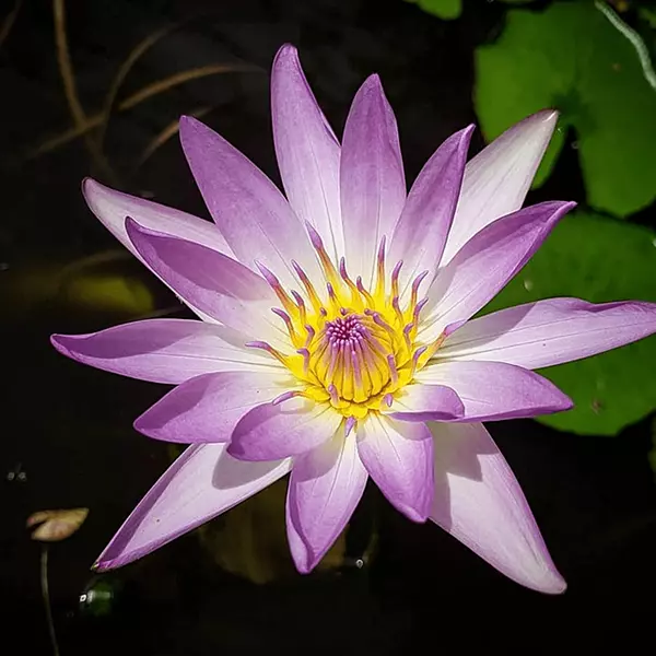 Tropical Water Lily 'Purple Joy' (Purple) (Nymphaea ‘Purple Joy’) - 6" Pot