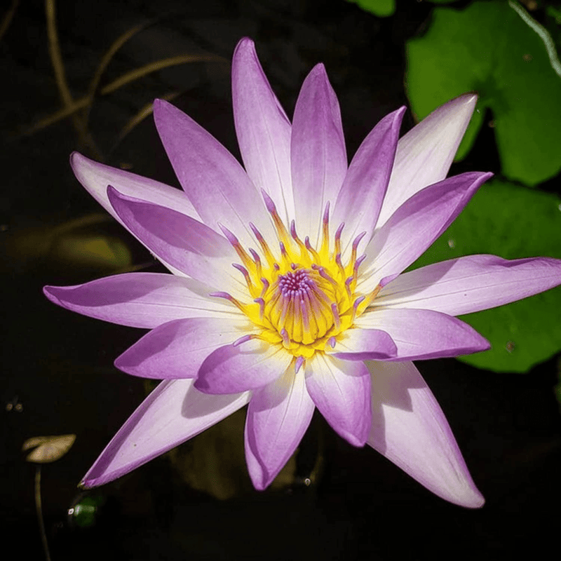 Tropical Water Lily 'Purple Joy' (Purple) (Nymphaea ‘Purple Joy’) - 6" Pot