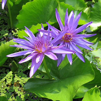 Tropical Water Lily 'Midnight' (Deep Violet) (Nymphaea ‘Midnight’) - 6" Pot