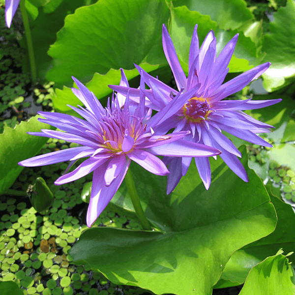 Tropical Water Lily 'Midnight' (Deep Violet) (Nymphaea ‘Midnight’) - 6" Pot