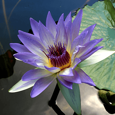 Tropical Water Lily 'Marmorata' (Lavender Blue) (Nymphaea ‘Marmorata’) - 6" Pot