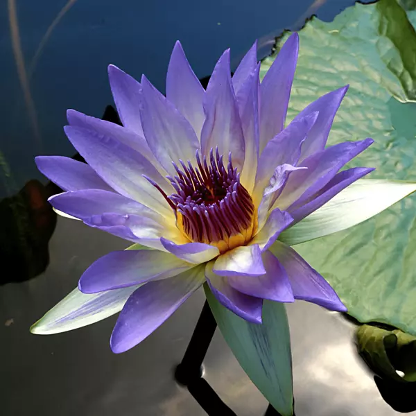 Tropical Water Lily 'Marmorata' (Lavender Blue) (Nymphaea ‘Marmorata’) - 6" Pot