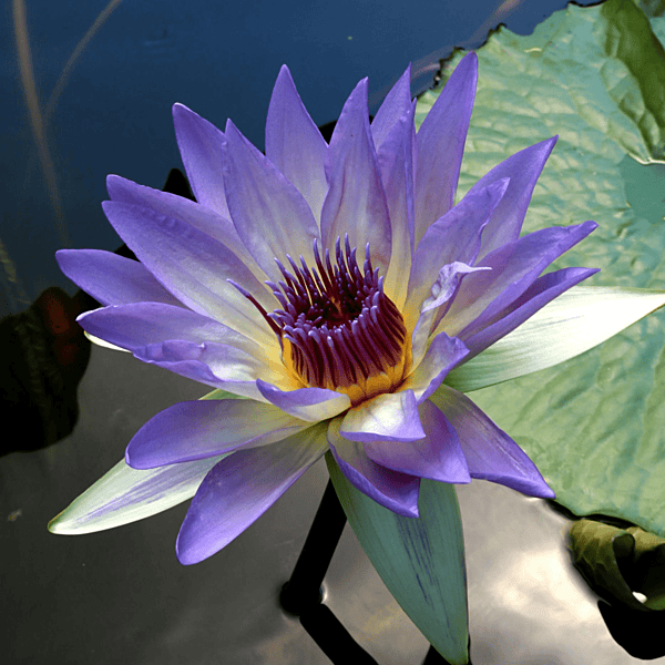 Tropical Water Lily 'Marmorata' (Lavender Blue) (Nymphaea ‘Marmorata’) - 6" Pot