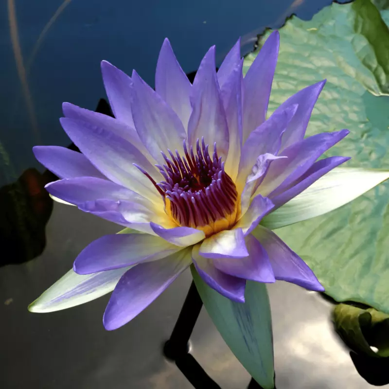 Tropical Water Lily 'Marmorata' (Lavender Blue) (Nymphaea ‘Marmorata’) - 6" Pot