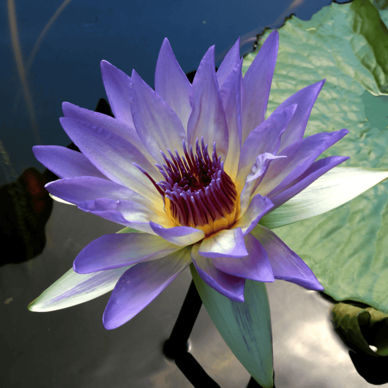 Tropical Water Lily 'Marmorata' (Lavender Blue) (Nymphaea ‘Marmorata’) - 6" Pot