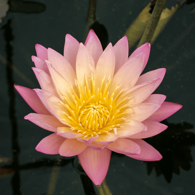 Tropical Water Lily 'Tropic Sunset' (Peach & Pink) (Nymphaea ‘Tropic Sunset’) - 6" Pot