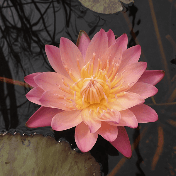 Tropical Water Lily 'Albert Greenberg' (Apricot Pink) (Nymphaea ‘Albert Greenberg’) - 6" Pot