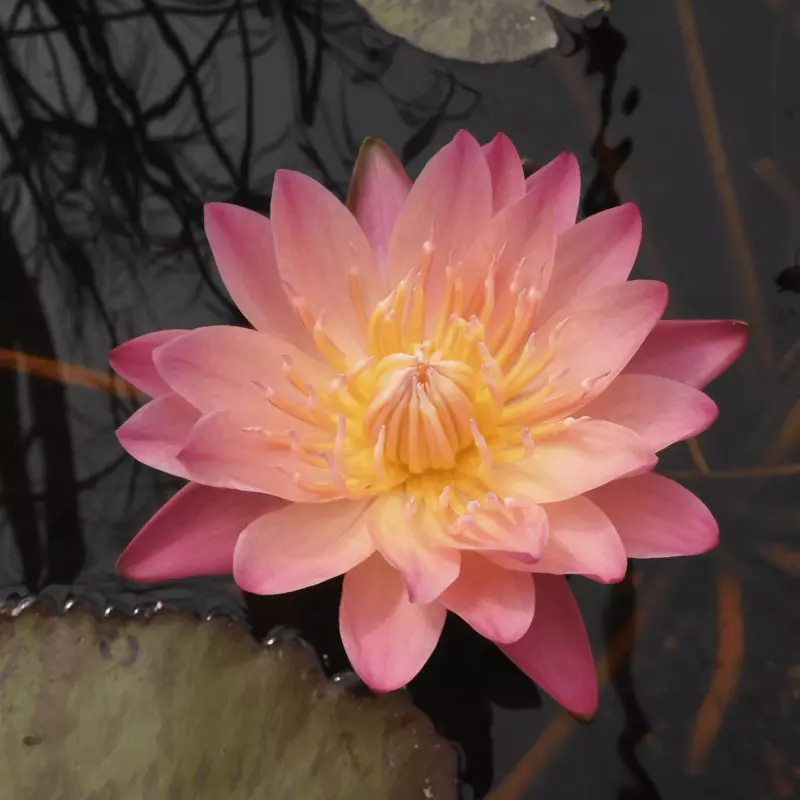 Tropical Water Lily 'Albert Greenberg' (Apricot Pink) (Nymphaea ‘Albert Greenberg’) - 6" Pot