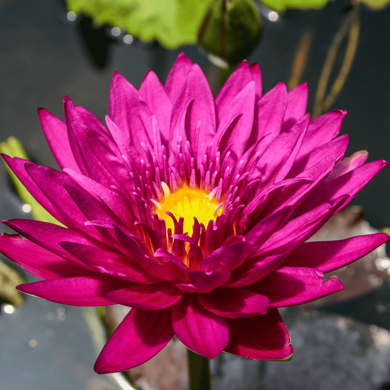 Tropical Water Lily 'Bull's Eye' (Red) (Nymphaea ‘Bull's Eye’) - 6" Pot
