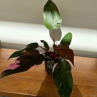 Philodendron Pink Princess 4" Pot