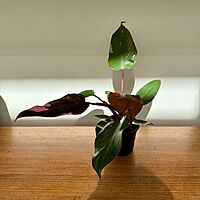 Philodendron Pink Princess 4" Pot