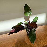 Philodendron Pink Princess 4" Pot