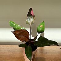 Philodendron Pink Princess 4" Pot