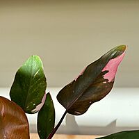 Philodendron Pink Princess 4" Pot