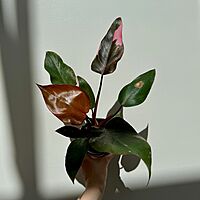 Philodendron Pink Princess 4" Pot