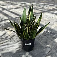 Dracaena trifasciata 'Black Gold' (Snake Plant 'Black Gold') - 8" Pot