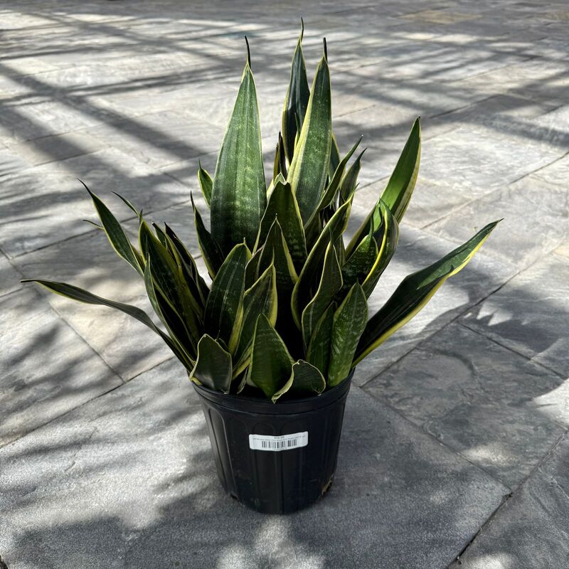 Dracaena trifasciata 'Black Gold' (Snake Plant 'Black Gold') - 8" Pot