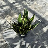 Dracaena trifasciata 'Black Gold' (Snake Plant 'Black Gold') - 8" Pot