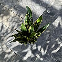 Dracaena trifasciata 'Black Gold' (Snake Plant 'Black Gold') - 8" Pot